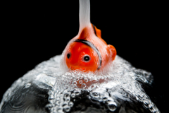 Splashing Nemo