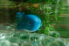 Zee-aquarium